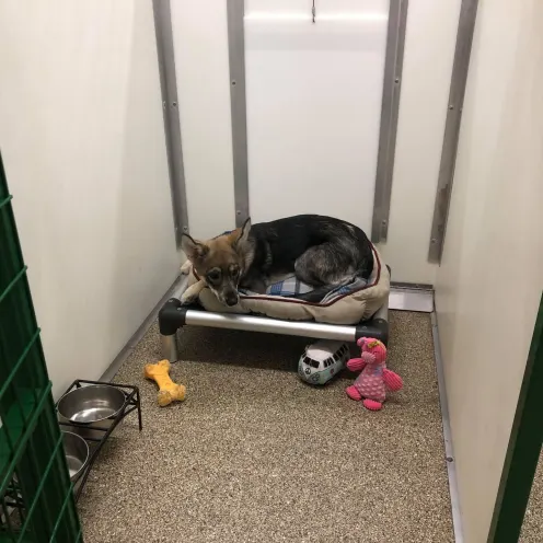 Boarding room with dog on dog bed